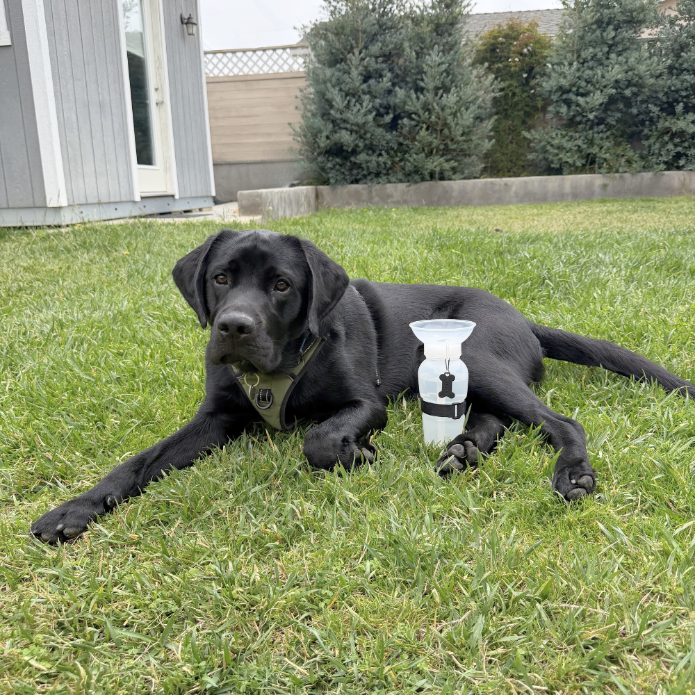 AutoDogMug® Clear